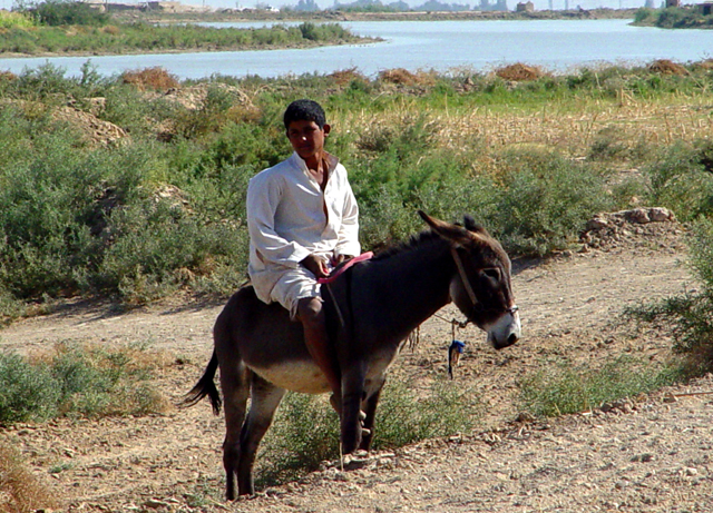 Boy On Donkey